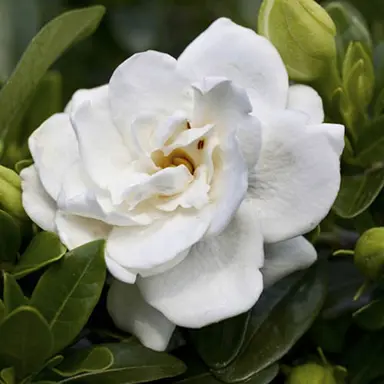 Do Gardenias Grow Quickly?