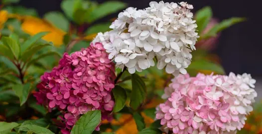 Do Hydrangeas Need Cold To Flower?