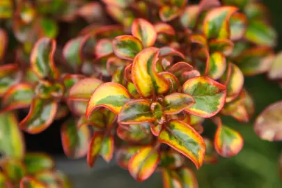 Does Coprosma Grow Fast?