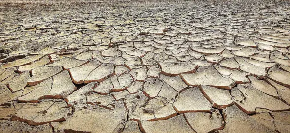 Are Pittosporums Tolerant Of Drought?