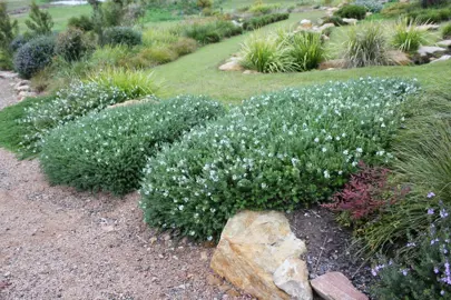 Drought Tolerant Plants For Banks.