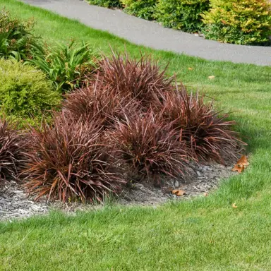 What Are Some Dwarf Flax (Phormium) Varieties In NZ?