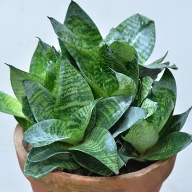 How To Make A Dwarf Snake Plant?