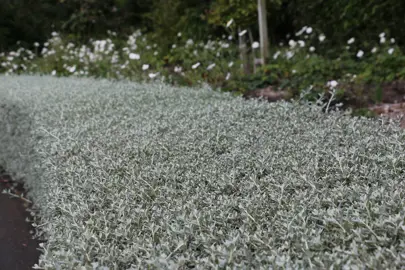 Easy Care Hedge.