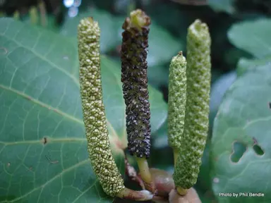 Can You Eat Green Kawakawa Berries?