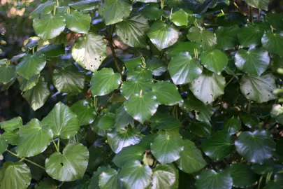 Can You Eat Kawakawa Leaves Raw?