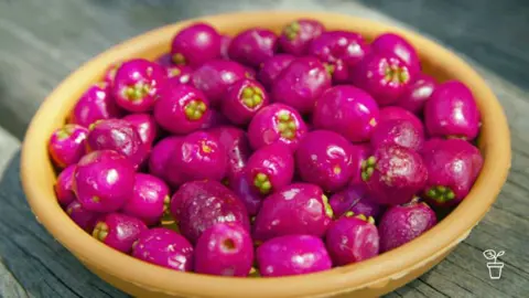 Can You Eat Lilly Pilly Berries?