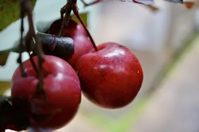 Can You Eat Prunus Fruit?