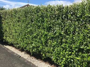 Fruiting Hedges.