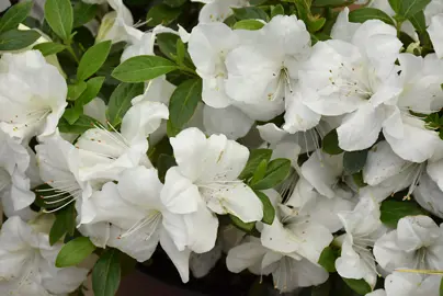 Encore Azalea Ivory Information.