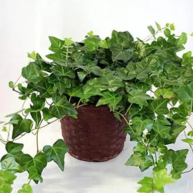 Is English Ivy Hard To Keep Alive Indoors?