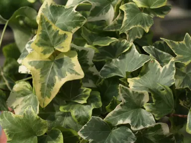 Is English Ivy Good For Anything?