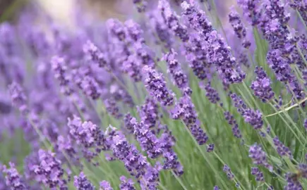 What Is English Lavender?