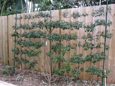 Can You Espalier Feijoa Trees?