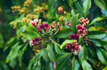 Eugenia Caryophyllata Common Name.