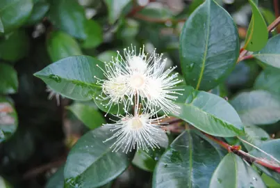 Eugenia Plant Flowers.