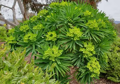Euphorbia Ideal Growing Conditions.