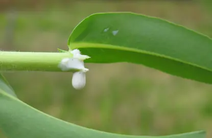 Euphorbia Toxicity and Safety.