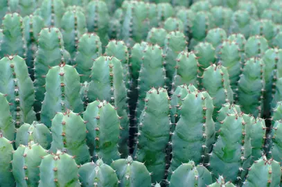 Euphorbia Types.