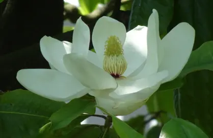 Evergreen Magnolia Flowering Season.