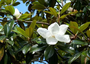 Evergreen Magnolia in the Garden.