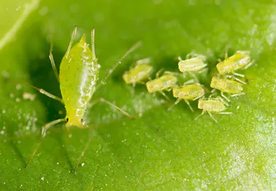 Pest Control for Evergreen Magnolia.