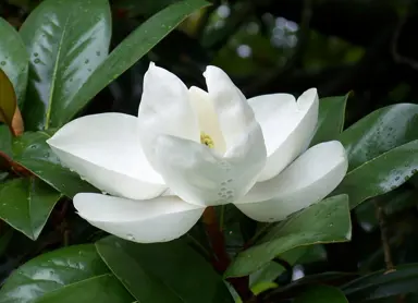 Evergreen Magnolia Planting and Care.