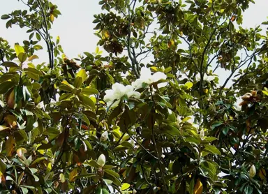 Pruning Tips for Evergreen Magnolia.