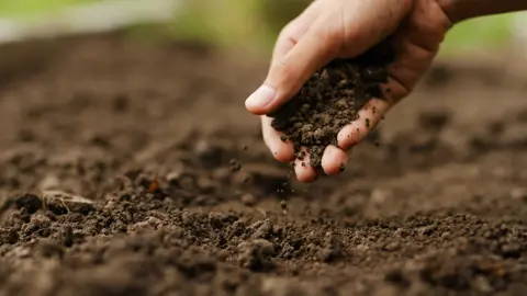 Soil Requirements for Evergreen Magnolias.