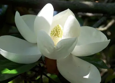 Varieties of Evergreen Magnolia in New Zealand.