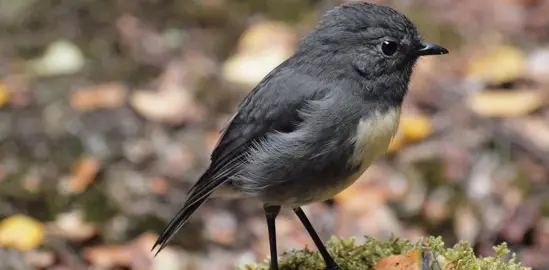 Evergreen Plants To Attract Birds.