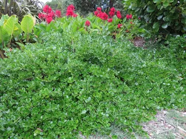 Evergreen Shrubs For Banks.