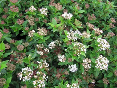 Evergreen Viburnum.