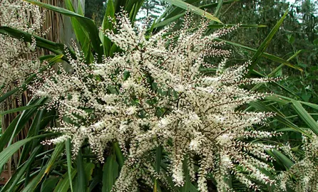 What Is The Fastest Growing Cordyline?