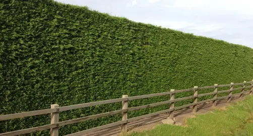 Fast Growing Hedge.