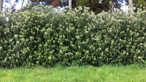 Fast Growing NZ Native Hedge.