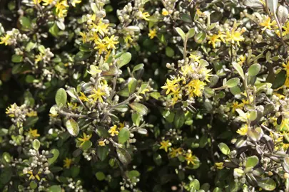 What Is The Fastest Growing Corokia?