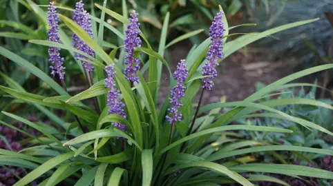 What Is The Fastest Growing Liriope?