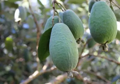 Feijoa Apollo Characteristics.