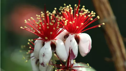 Are Feijoa Flowers Edible?