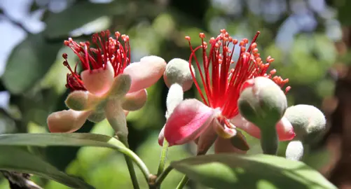 Do Feijoa Tree Flowers Turn Into Fruit?