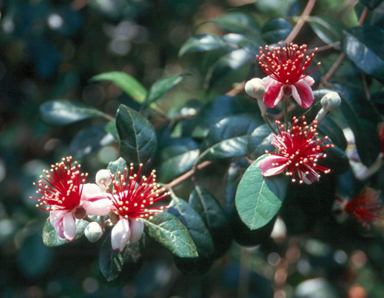 How Can You Tell If A Feijoa Tree Is Male Or Female?