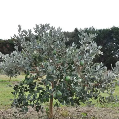 Feijoa Tree Planting Guide.