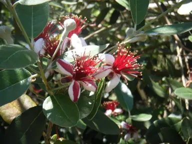 Do Feijoa Trees Have Red Flowers?