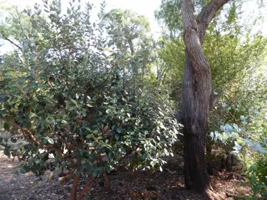 Why Is My Feijoa Tree Not Fruiting?