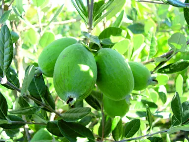 Feijoa ‘Unique’ Characteristics.