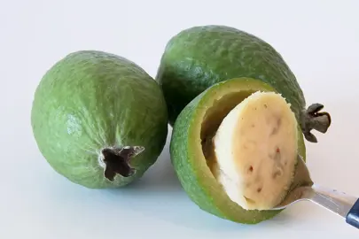 Are Fejoas The Same As Feijoas?