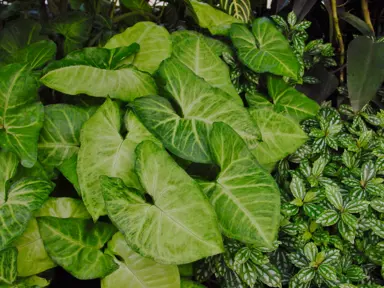 Fertilising Your Arrowhead Plant.