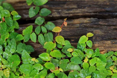 Can Ficus Pumila Be Grown In Coastal Environments?