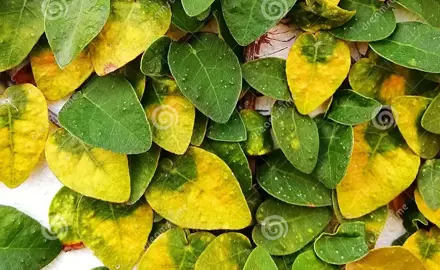 What Is Causing The Ficus Pumila Leaves To Yellow?